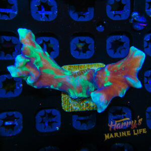 HML Splattered Pectinia