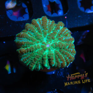 HML Green Meadow Rhodactus