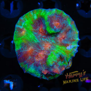 HML Blue Sparkle Chalice