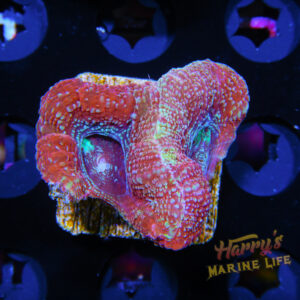 HML Strawberry Shortcake Bowerbanki