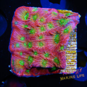 HML Spicy Lemon Favia