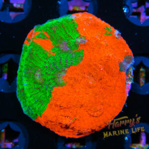 HML Bleeding Apple Chalice