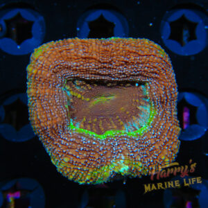 HML Strawberry Shortcake Bowerbanki