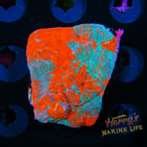 HML Blood Moon Chalice