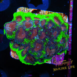 HML Pink Glitter Chalice