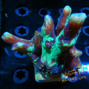 HML Splatter Pectinia