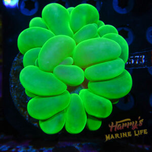 HML Kryptonite Bubble Coral
