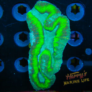 HML Cerulean Green Lobo