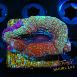 HML Strawberry Shortcake Bowerbanki