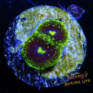 HML Exosphere Zoa 910