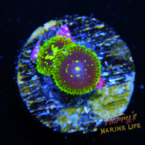 HML Exosphere Zoa 055