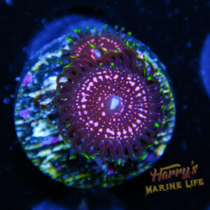 HML Pink Nebula Zoa 907
