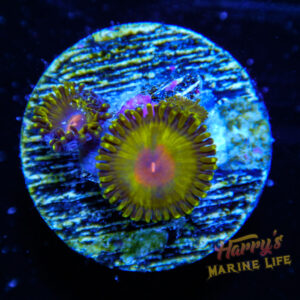 HML Golden Gods Zoa 953