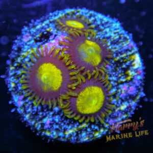 HML King Midas Zoa 749