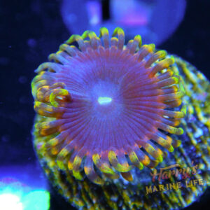 HML Ziggy Marley Zoa 939