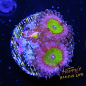 HML Candy Apple Zoa 250