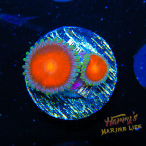 HML Vampire Zoa 033