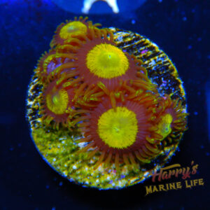 HML King Midas Zoa 669