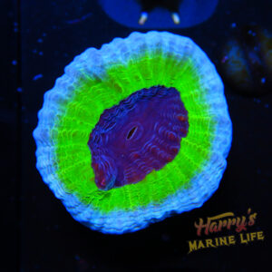 HML Razzberry Rainbow Favia 943