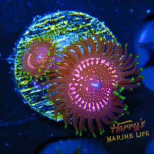 HML Pink Nebula Zoa 010
