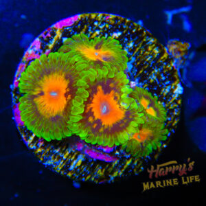 HML Marvin The Martian Zoa 626