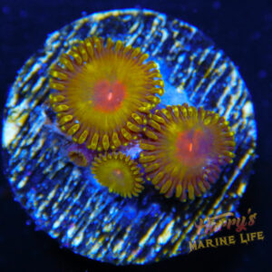 HML Golden Gods Zoa 411