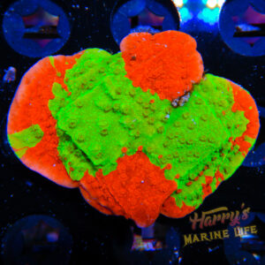 HML Ultra Grafted Monti