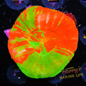 HML Ultra Hot Bleeding Apple Scoly