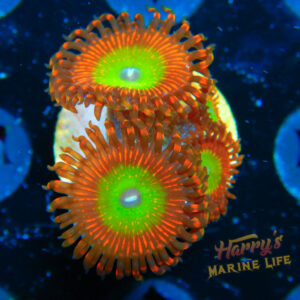 HML Bowser Zoa 4 Polyps