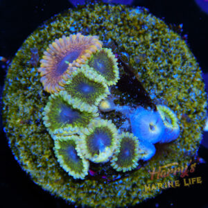 HML Mixed Zoa