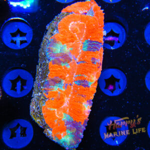 HML War Paint Bowerbanki