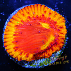 HML Human Torch Fungia