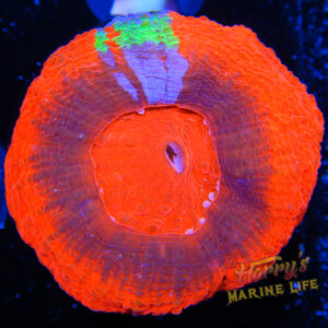 HML Master Bowerbanki 3 Polyp