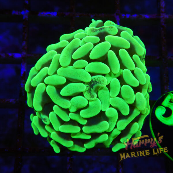 エミリオマリン KENTEX マリンマンシーホースII ホワイト メタルベルト／ MARINEMAN