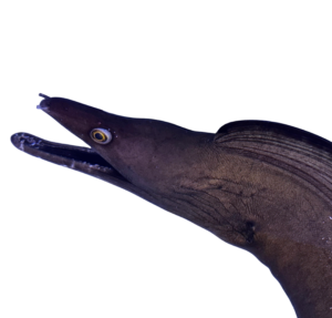 Black Dragon Eel