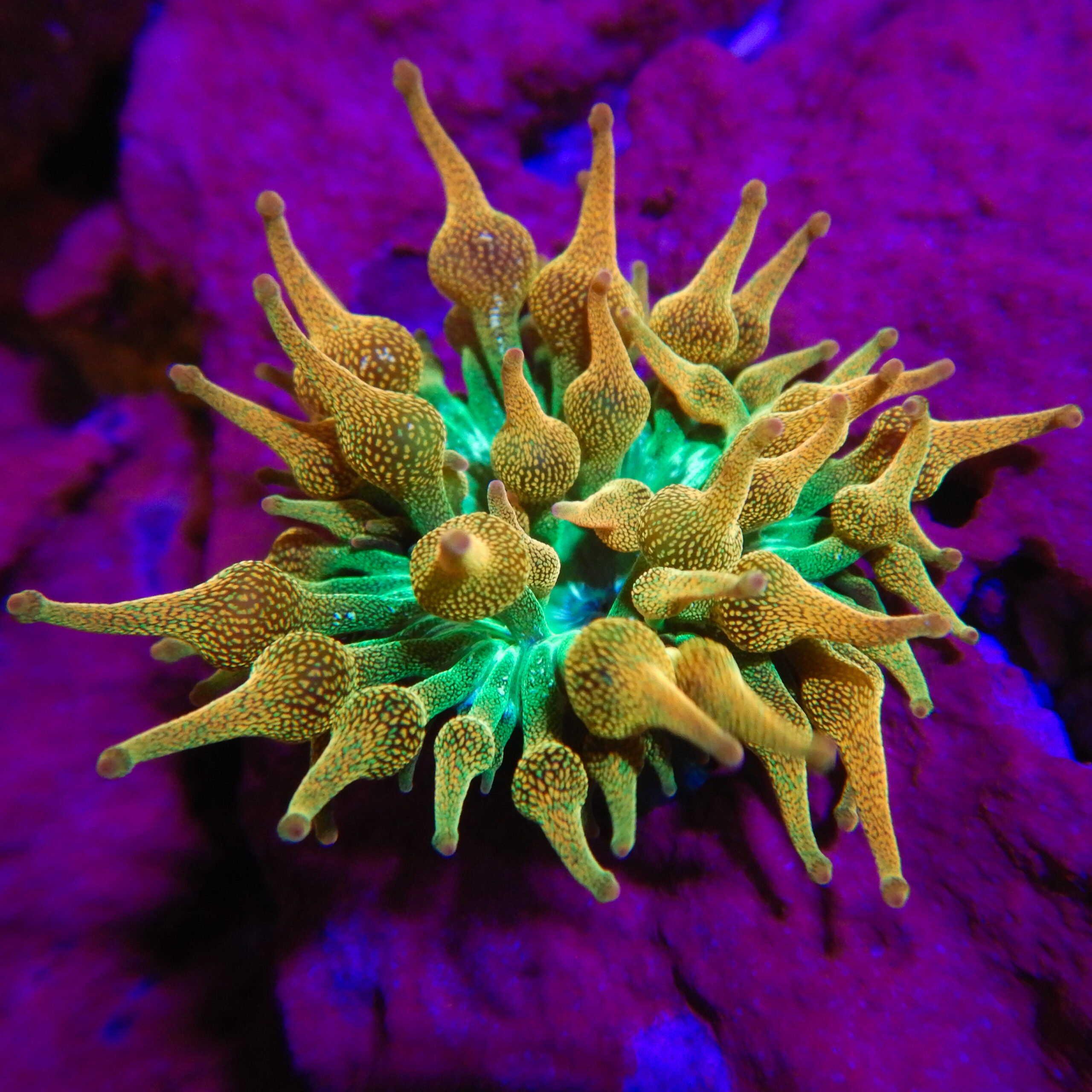 harrysmarinelife.com