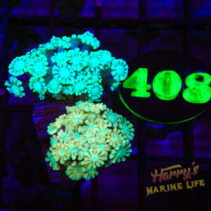 622: ALVEOPORA 2 PACK 408