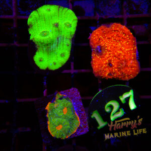 55: CHALICE 3 PACK 127