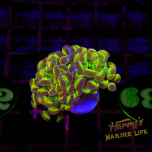 58: HOLOGRAM TYPE HAMMER 339