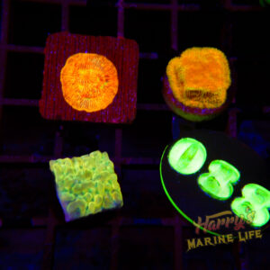 59: CORAL 3 PACK 088