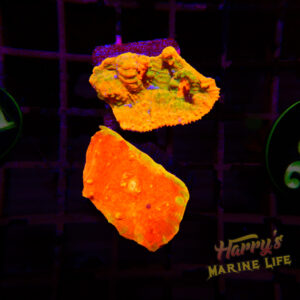 76: CHALICE 2 PACK 291