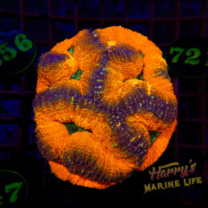 108: LOBO COLONY 721