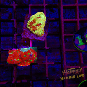 131: FAVIA 2 PACK 168