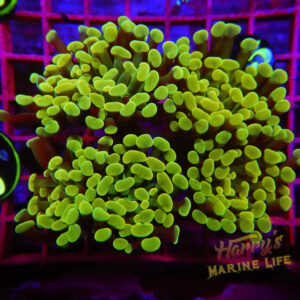 145: HAMMER COLONY 715