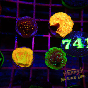 163: CORAL 4 PACK 741