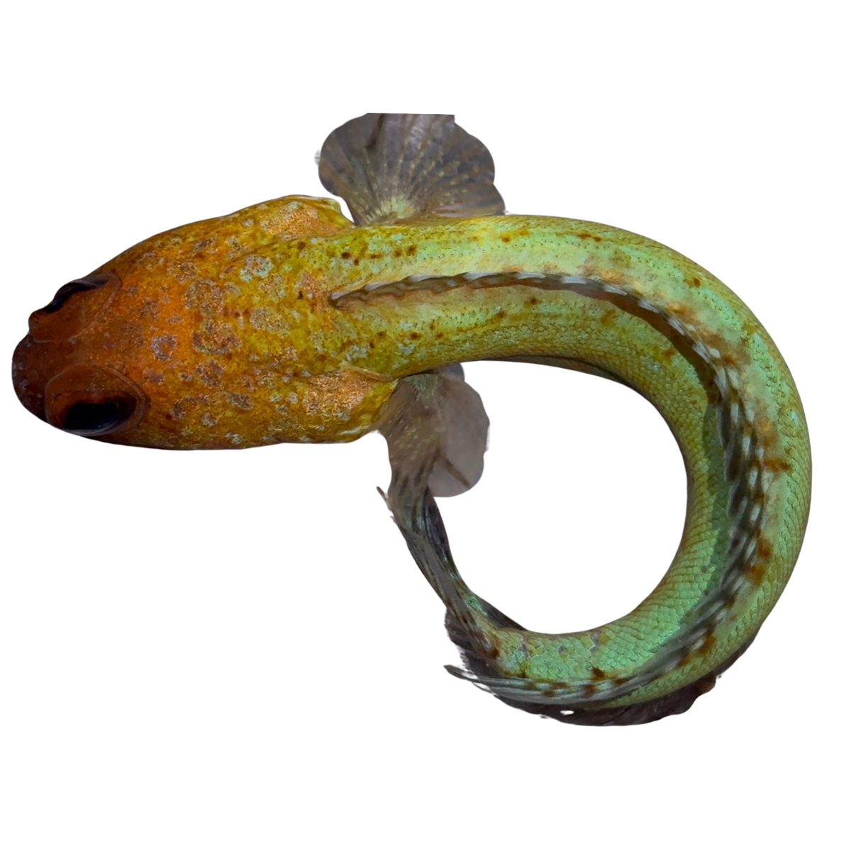 Red Jawfish - Harry's Marine Life