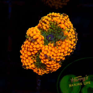 Orangeade Ricordea 084
