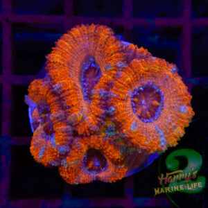 Blue Stripe Acan 287
