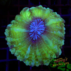 Green Glow Cynarina 529