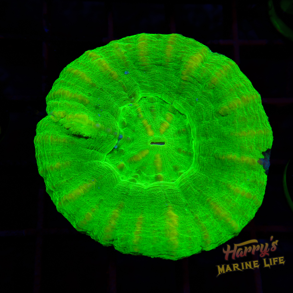 Green Apple Scoly 663 - Harry's Marine Life